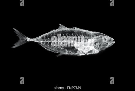 X-Ray Fisch Stockfoto