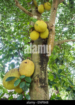 Jackfruit Baum Stockfoto