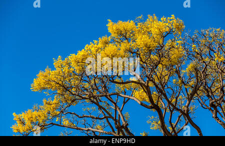 Ein schöner Tabebuia Baum in voller Blüte zeigt seine gelben Blüten vor blauem Himmel lebendig. Stockfoto