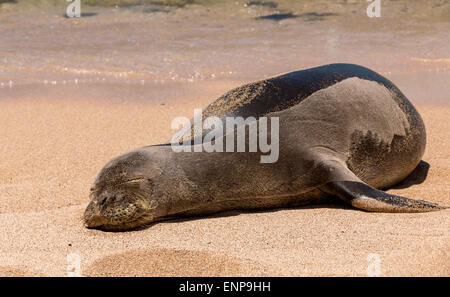 Eine seltene hawaiianische Mönchsrobbe schläft auf einem Sandstrand, Kauai, Hawaii. Stockfoto