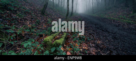 Haunting nebligen Wäldern Stockfoto