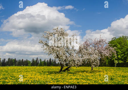 blühende Obstbäume in einem Löwenzahn Wiese, ein weißer und blauer Himmel-Frühling in Bayern Stockfoto