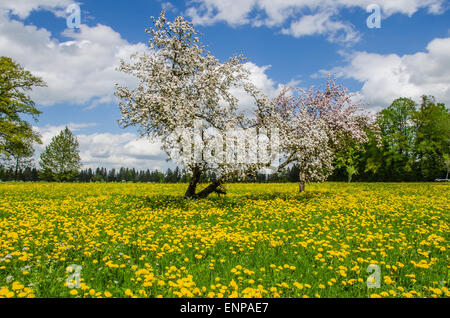 blühende Obstbäume in einem Löwenzahn Wiese, ein weißer und blauer Himmel-Frühling in Bayern Stockfoto