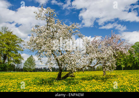 blühende Obstbäume in einem Löwenzahn Wiese, ein weißer und blauer Himmel-Frühling in Bayern Stockfoto