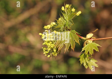 Filiale von blühenden Ahorn in einem sonnigen Frühlingstag. Nahaufnahme von Ahorn Zweig mit weichen Hintergrund Stockfoto