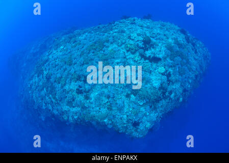 Eine sehr einzigartige herzförmige Riffdach von Raja ampat Stockfoto