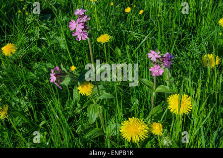 rote Campion und Dendelion in einer Almwiese in Frühlingsblume Stockfoto