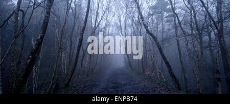 Haunting nebligen Wäldern Stockfoto