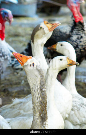 Haus Vögel, Gänse und Puten im Hof Stockfoto