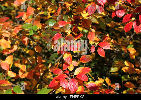 Herbstlaub Hintergrund - rote, gelbe und grüne Blätter der glänzende Zwergmispel Stockfoto