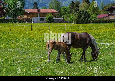 Beziehung zwischen Stute und Fohlen sind extrem wichtig für die Verklebung und funktionieren als eine mütterliche Nachkommen Stockfoto