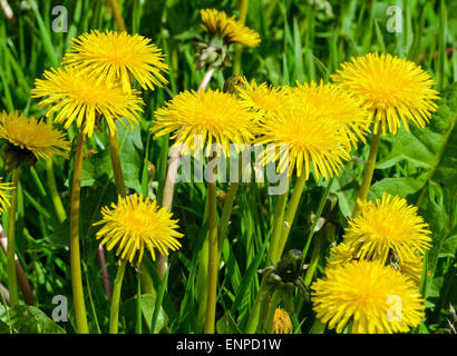 Gewöhnlicher gelber Löwenzahn (Taraxacum officinale) wächst im Frühsommer in West Sussex, England, UK. Stockfoto