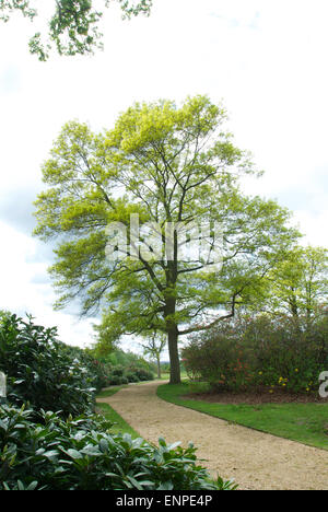 Frühsommer Laub der Scarlet Oak Stockfoto