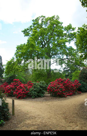 Hervorragende Azaleen und Rhododendren in Langley Country Park, Buckinghamshire Stockfoto