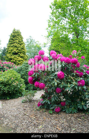 Hervorragende Azaleen und Rhododendren in Langley Country Park, Buckinghamshire Stockfoto