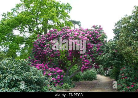 Hervorragende Azaleen und Rhododendren in Langley Country Park, Buckinghamshire Stockfoto