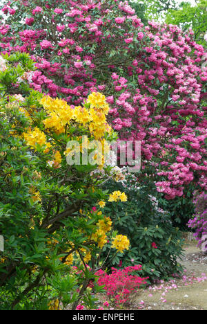 Hervorragende Azaleen und Rhododendren in Langley Country Park, Buckinghamshire Stockfoto