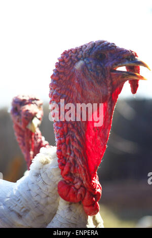 türkische Rote Kopf Nahaufnahme mit hängenden Nase Stockfoto