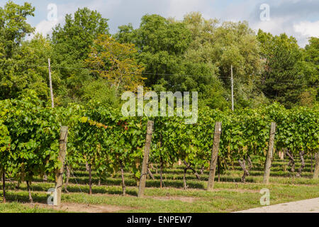 Seitenansicht des grünen Weinrebe Plantagen im Laufe des Tages Stockfoto