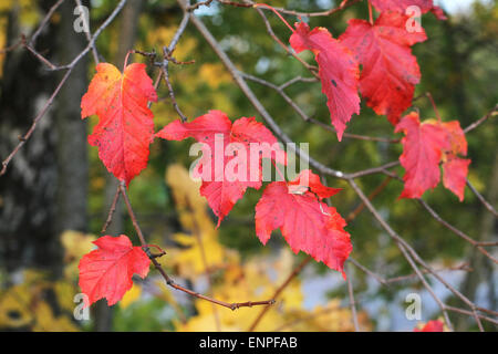 Amur-Ahorn Blätter im Herbst - rot Stockfoto