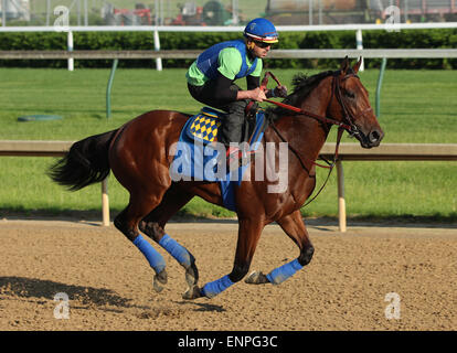 Louisville, KY, USA. 8. Mai 2015. 8. Mai 2015 amerikanisches Pharoah kehrte im Galopp in Churchill Downs nach seinem Sieg im Jahr 2015 Kentucky Derby. Er wurde von seinem Reiter Übung Georgie Alvarez geritten. Er ist am 16. Mai in die Preakness Stakes in Pimlico gerichtet. Besitzers Zayat Stables, Trainer Bob Baffert. Durch Pioneerof der Nil-X Littleprincessemma (Yankee Gentleman.) Bildnachweis: Mary M. Meek/ESW/CSM/Alamy Live-Nachrichten Stockfoto