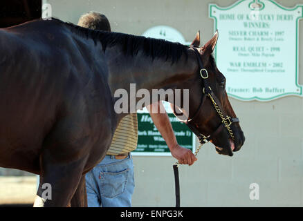 Louisville, KY, USA. 8. Mai 2015. 8. Mai 2015 amerikanisches Pharoah kehrte im Galopp in Churchill Downs nach seinem Sieg im Jahr 2015 Kentucky Derby. Er wurde von seinem Reiter Übung Georgie Alvarez geritten. Er ist am 16. Mai in die Preakness Stakes in Pimlico gerichtet. Besitzers Zayat Stables, Trainer Bob Baffert. Durch Pioneerof der Nil-X Littleprincessemma (Yankee Gentleman.) Bildnachweis: Mary M. Meek/ESW/CSM/Alamy Live-Nachrichten Stockfoto