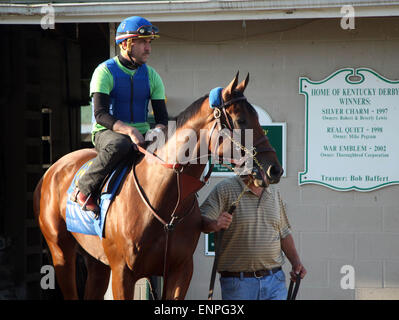 Louisville, KY, USA. 8. Mai 2015. 8. Mai 2015 amerikanisches Pharoah kehrte im Galopp in Churchill Downs nach seinem Sieg im Jahr 2015 Kentucky Derby. Er wurde von seinem Reiter Übung Georgie Alvarez geritten. Er ist am 16. Mai in die Preakness Stakes in Pimlico gerichtet. Besitzers Zayat Stables, Trainer Bob Baffert. Durch Pioneerof der Nil-X Littleprincessemma (Yankee Gentleman.) Bildnachweis: Mary M. Meek/ESW/CSM/Alamy Live-Nachrichten Stockfoto