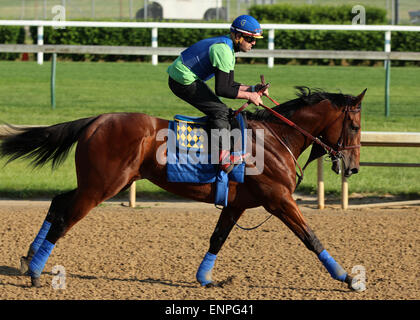 Louisville, KY, USA. 8. Mai 2015. 8. Mai 2015 amerikanisches Pharoah kehrte im Galopp in Churchill Downs nach seinem Sieg im Jahr 2015 Kentucky Derby. Er wurde von seinem Reiter Übung Georgie Alvarez geritten. Er ist am 16. Mai in die Preakness Stakes in Pimlico gerichtet. Besitzers Zayat Stables, Trainer Bob Baffert. Durch Pioneerof der Nil-X Littleprincessemma (Yankee Gentleman.) Bildnachweis: Mary M. Meek/ESW/CSM/Alamy Live-Nachrichten Stockfoto