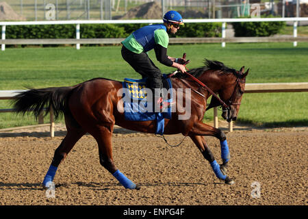 Louisville, KY, USA. 8. Mai 2015. 8. Mai 2015 amerikanisches Pharoah kehrte im Galopp in Churchill Downs nach seinem Sieg im Jahr 2015 Kentucky Derby. Er wurde von seinem Reiter Übung Georgie Alvarez geritten. Er ist am 16. Mai in die Preakness Stakes in Pimlico gerichtet. Besitzers Zayat Stables, Trainer Bob Baffert. Durch Pioneerof der Nil-X Littleprincessemma (Yankee Gentleman.) Bildnachweis: Mary M. Meek/ESW/CSM/Alamy Live-Nachrichten Stockfoto