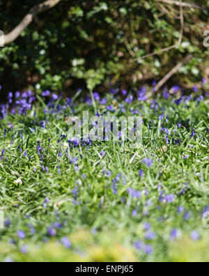 Glockenblumen im Frühjahr auf Greensand Weise Reigate, Surrey, England, UK Stockfoto