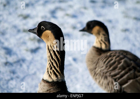 Zwei Nene (Branta Sandvicensis), auch bekannt als hawaiische Gans im Schnee Stockfoto