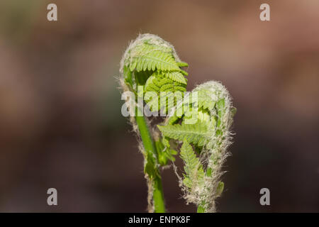 Essbare Farnspitzen Strauß Farn (Matteuccia Struthiopteris