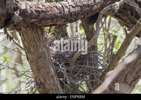 Ein Blue Jay Nest mit einem einsamen Ei drin sitzt ungeschützt vor Raubtieren. Stockfoto