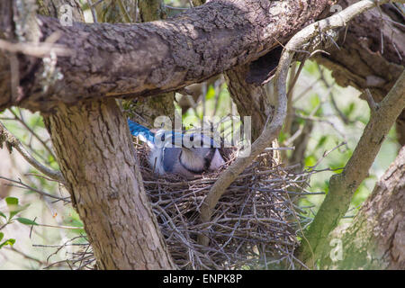 Ein Blue Jay schützt ihr Nest vor Prädation. Stockfoto