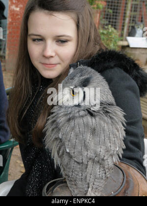 Mädchen mit einem White-faced Eule Ptilopsis Leucotis Stockfoto