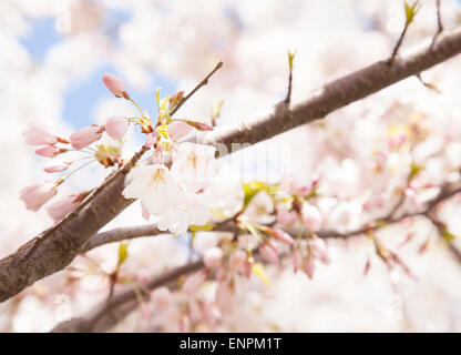 Kirschblüten hautnah im Frühling Stockfoto