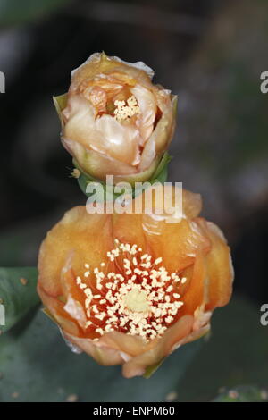 Blühende Blume des Feigenkaktus, Opuntia sp. Stockfoto