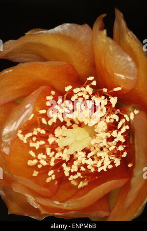Blühende Blume des Feigenkaktus, Opuntia sp. Stockfoto