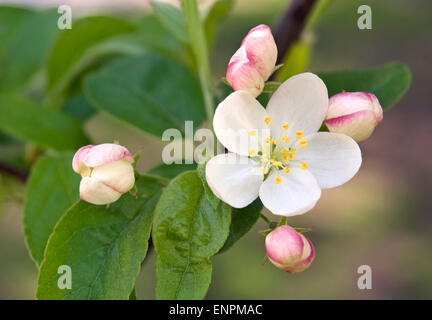 Zierapfel-Baum-Blüte und Knospen Stockfoto