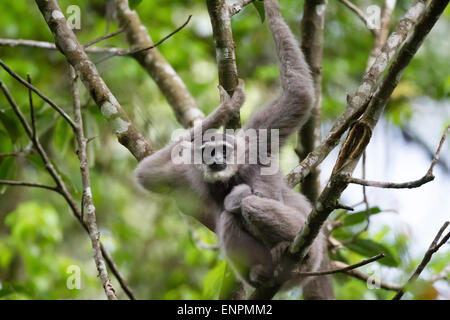 Eine weibliche Einzelperson des Javanischen Gibbons (Hylobates moloch, silbrig Gibbon), die ein Kleinkind trägt, während sie im Gunung Halimun Salak National Park auf Nahrungssuche ist. Stockfoto