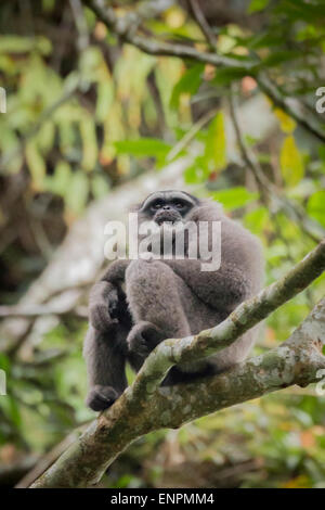 Porträt eines Javanischen Gibbons (Hylobates moloch, silvery gibbon) im Gunung Halimun Salak Nationalpark in West Java, Indonesien. Stockfoto