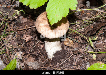 Orange-Cap Steinpilzen in der allgemeine Name für mehrere Arten von Pilzen der Gattung Leccinum Stockfoto