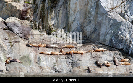 Steller Seelöwen holte auf felsigen Klippen in Southeast Alaska in der Nähe des Lynn Canal. Stockfoto