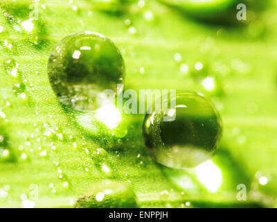 Closeup Tropfen Wasser auf die Blätter nach Regen für Adv oder anderen Zweck Verwendung Stockfoto