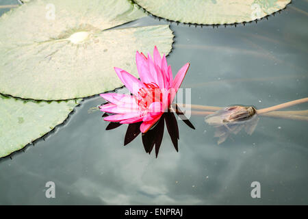 Lily Wasser im Teich in der Nähe von Hanoi, Vietnam Stockfoto