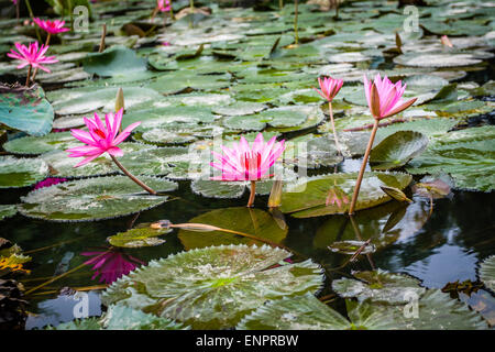 Lily Wasser im Teich in der Nähe von Hanoi, Vietnam Stockfoto