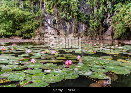 Lily Wasser im Teich in der Nähe von Hanoi, Vietnam Stockfoto