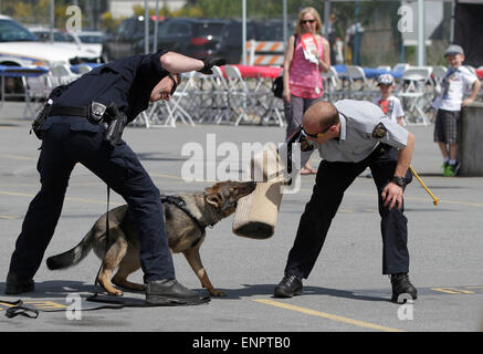 Surrey, Kanada. 9. Mai 2015. Polizisten zeigen ein Hundetraining während einem Tag der offenen Tür Veranstaltung in Surrey, Kanada, 9. Mai 2015. Die Surrey Polizei am Samstag Veranstaltung Tag der offenen Tür für die nationale Polizei-Woche. Bildnachweis: Liang Sen/Xinhua/Alamy Live-Nachrichten Stockfoto