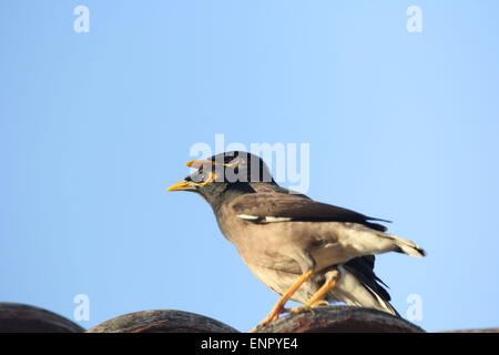 Bintan Island, Kepri, Indonesien. 10. Mai 2015. BINTAN ISLAND, Indonesien - Mai 10: Das gemeinsame Myna (Acridotheres Tristis) ist ein Mitglied der Familie Spottdrosseln (Stare und Mynas) Native nach Asien Trikora Beach am 10. Mai 2015 in Bintan Island, Indonesien. Ein Allesfresser offenen Wald Vogel mit einem starken territorialen Instinkt hat das Myna sehr gut auf städtischen Umgebungen angepasst. Bildnachweis: Sijori Bilder/ZUMA Draht/Alamy Live-Nachrichten Stockfoto