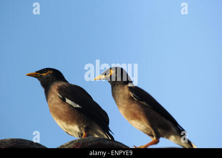 Bintan Island, Kepri, Indonesien. 10. Mai 2015. BINTAN ISLAND, Indonesien - Mai 10: Das gemeinsame Myna (Acridotheres Tristis) ist ein Mitglied der Familie Spottdrosseln (Stare und Mynas) Native nach Asien Trikora Beach am 10. Mai 2015 in Bintan Island, Indonesien. Ein Allesfresser offenen Wald Vogel mit einem starken territorialen Instinkt hat das Myna sehr gut auf städtischen Umgebungen angepasst. Bildnachweis: Sijori Bilder/ZUMA Draht/Alamy Live-Nachrichten Stockfoto